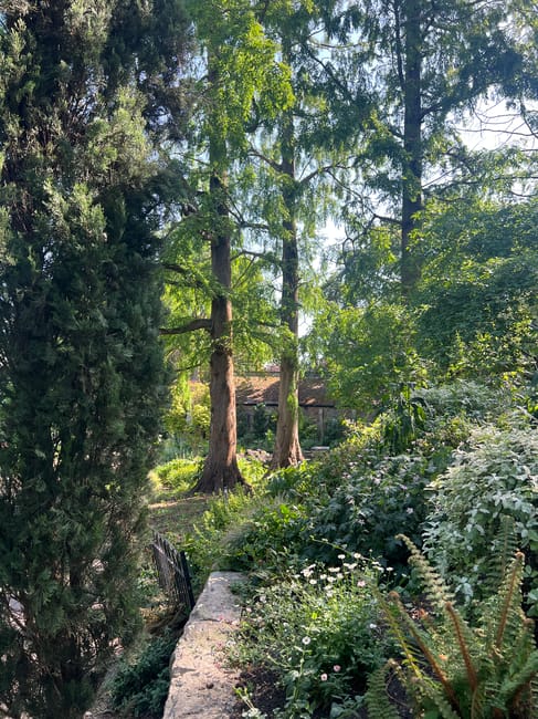 The image shows a lush outdoor garden area with dense greenery including tall trees, shrubs, and flowering plants, situated behind a stone wall or pathway. Sunlight filters through the tree canopy, il